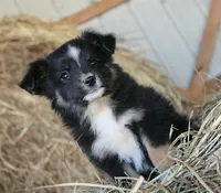 Gumdrop, a male Miniature Australian Shepherd for sale in Homer, GA – 3 of 7