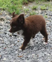 LilTeddyBear, a male Miniature American Shepherd for sale in Homer, GA – 6 of 7
