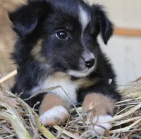Gumdrop, a male Miniature Australian Shepherd for sale in Homer, GA – 5 of 7