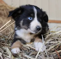 Pumpy-Umpy-Umkin, a male Miniature Australian Shepherd for sale in Homer, GA – 3 of 8