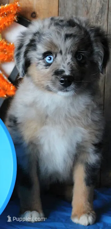 Blue4You – Miniature Australian Shepherd puppy for sale in Homer, GA
