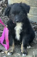 100, a female Australian Shepherd for sale in Homer, GA – 1 of 5