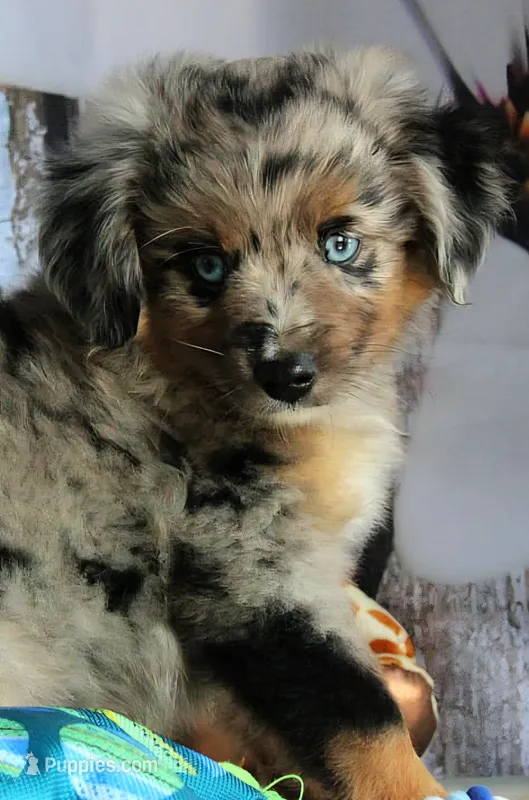 Blue4You – Miniature Australian Shepherd puppy for sale in Homer, GA