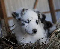 HoneyBunch, a female Miniature Australian Shepherd for sale in Homer, GA – 5 of 6