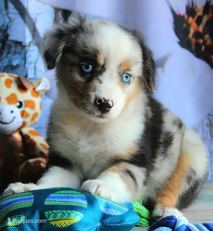 BlueBerries  – Miniature Australian Shepherd puppy for sale in Homer, GA
