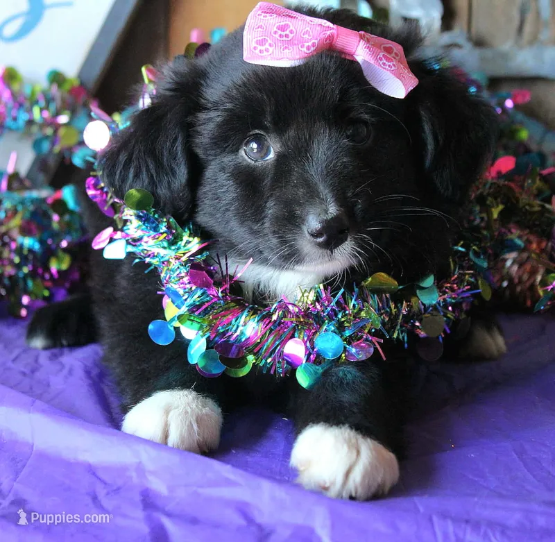 DaisyMae – Australian Shepherd puppy for sale in Homer, GA
