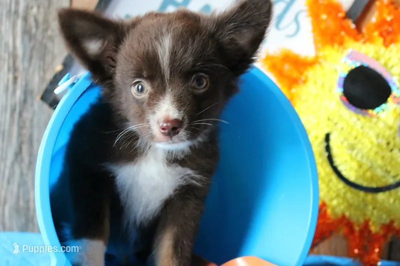 YourLilTeddyBear – Miniature Australian Shepherd puppy for sale in Homer, GA