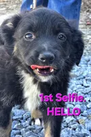 100, a female Australian Shepherd for sale in Homer, GA – 5 of 5