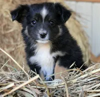 Gumdrop, a male Miniature Australian Shepherd for sale in Homer, GA – 7 of 7