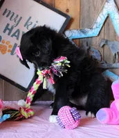 100, a female Australian Shepherd for sale in Homer, GA – 3 of 4