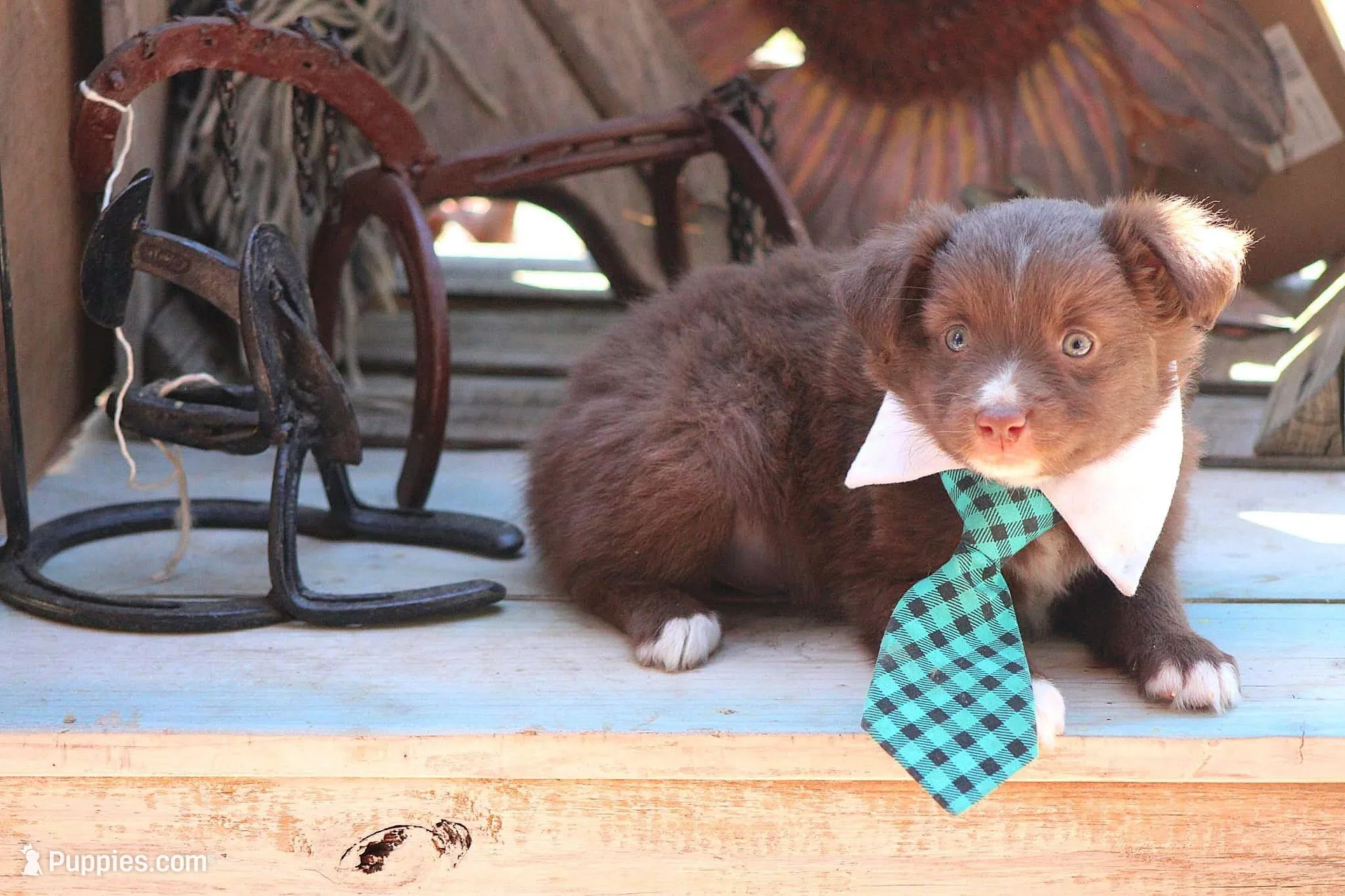 SweetPea, a male Australian Shepherd for sale in Homer, GA – Photo 5 of 6