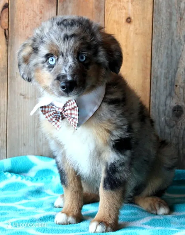 Blue4You – Miniature Australian Shepherd puppy for sale in Homer, GA