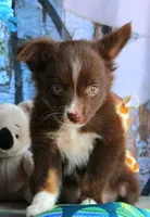 LilBittyRaspberry, a male Miniature Australian Shepherd for sale in Homer, GA – 2 of 8