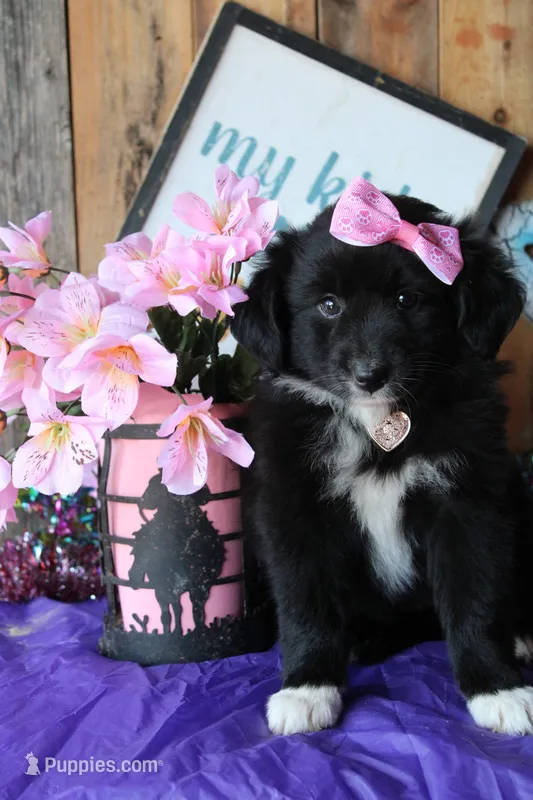 DaisyMae – Australian Shepherd puppy for sale in Homer, GA