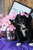 DaisyMae, a female Australian Shepherd for sale in Homer, GA – 1 of 3