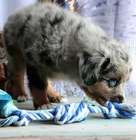Blue4You, a male Miniature Australian Shepherd for sale in Homer, GA – 6 of 6
