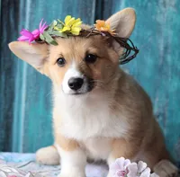 Daisy, a female Pembroke Welsh Corgi for sale in Homer, GA – Photo 1 of 4