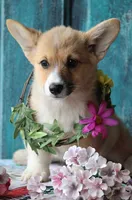 Daisy, a female Pembroke Welsh Corgi for sale in Homer, GA – Photo 4 of 4