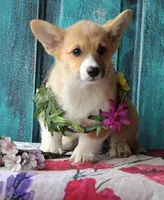 Daisy, a female Pembroke Welsh Corgi for sale in Homer, GA – Photo 3 of 4