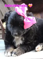 Kissy Face, a female Australian Shepherd for sale in Homer, GA – Photo 4 of 6