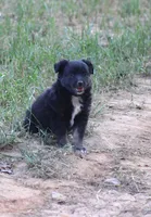 Kissy Face, a female Australian Shepherd for sale in Homer, GA – Photo 2 of 6