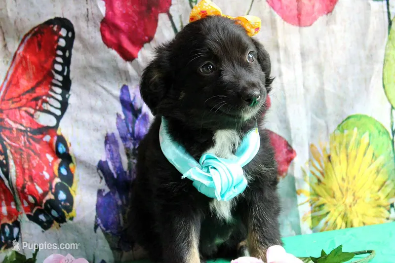 Kissy Face – Australian Shepherd puppy for sale in Homer, GA