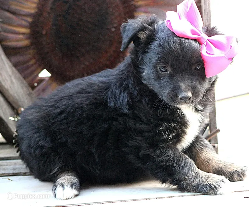 Kissy Face – Australian Shepherd puppy for sale in Homer, GA
