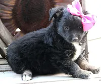 Kissy Face, a female Australian Shepherd for sale in Homer, GA – Photo 3 of 6