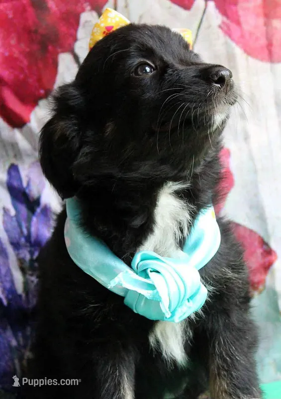 Kissy Face – Australian Shepherd puppy for sale in Homer, GA