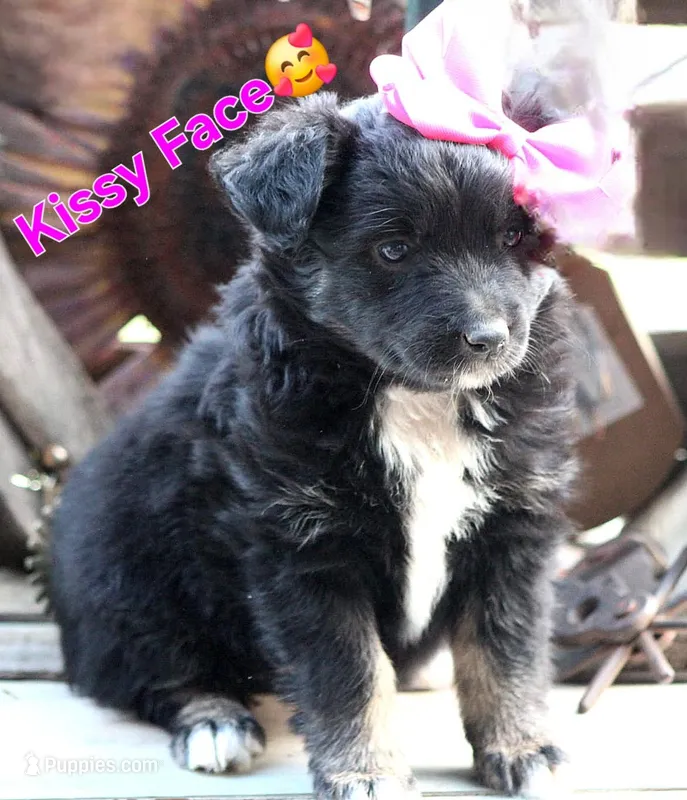 Kissy Face – Australian Shepherd puppy for sale in Homer, GA