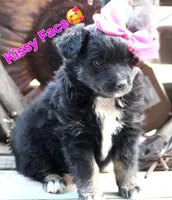 Kissy Face, a female Australian Shepherd for sale in Homer, GA – Photo 1 of 6