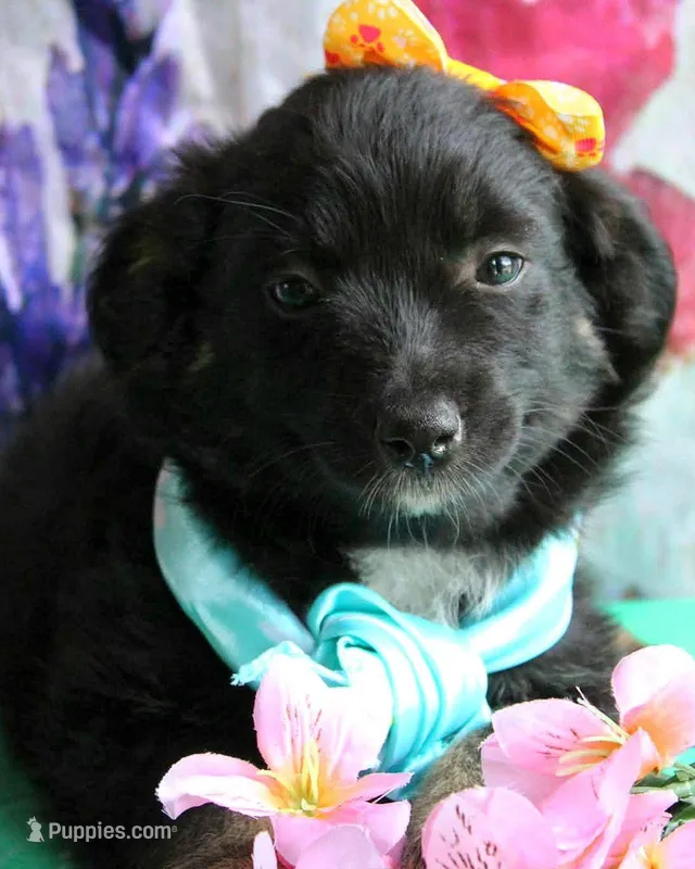 Kissy Face – Australian Shepherd puppy for sale in Homer, GA