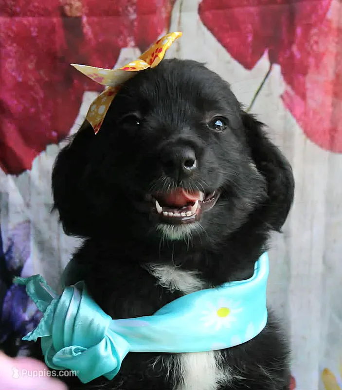 Kissy Face – Australian Shepherd puppy for sale in Homer, GA