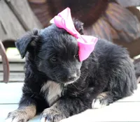 Kissy Face, a female Australian Shepherd for sale in Homer, GA – Photo 5 of 6