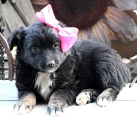 Kissy Face, a female Australian Shepherd for sale in Homer, GA – Photo 6 of 6