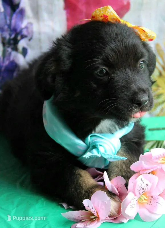 Kissy Face – Australian Shepherd puppy for sale in Homer, GA