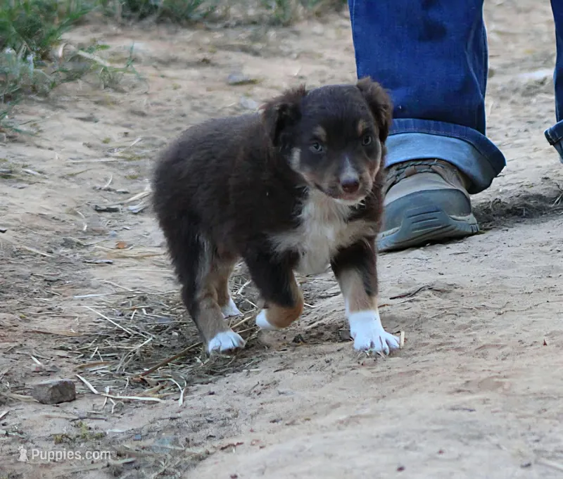 YourGreenEyedGirl – Australian Shepherd puppy for sale in Homer, GA
