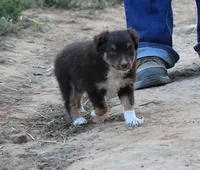 YourGreenEyedGirl, a female Australian Shepherd for sale in Homer, GA – Photo 1 of 3