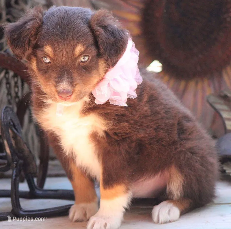 YourGreenEyedGirl – Australian Shepherd puppy for sale in Homer, GA
