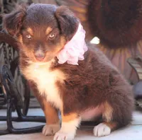 YourGreenEyedGirl, a female Australian Shepherd for sale in Homer, GA – Photo 2 of 3