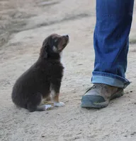 YourGreenEyedGirl, a female Australian Shepherd for sale in Homer, GA – Photo 3 of 3