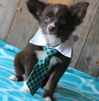 LilTeddyBear, a male Miniature Australian Shepherd for sale in Homer, GA – 3 of 5