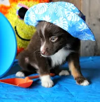 YourLilTeddyBear, a male Miniature Australian Shepherd for sale in Homer, GA – 7 of 7