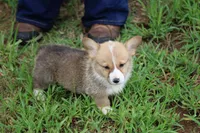 Cinch, a male Pembroke Welsh Corgi for sale in Homer, GA – 2 of 4