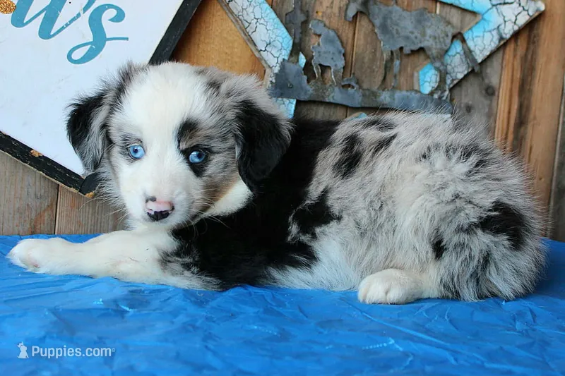 BlueBerryDapples – Australian Shepherd puppy for sale in Homer, GA
