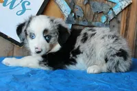 BlueBerryDapples, a male Australian Shepherd for sale in Homer, GA – 2 of 3