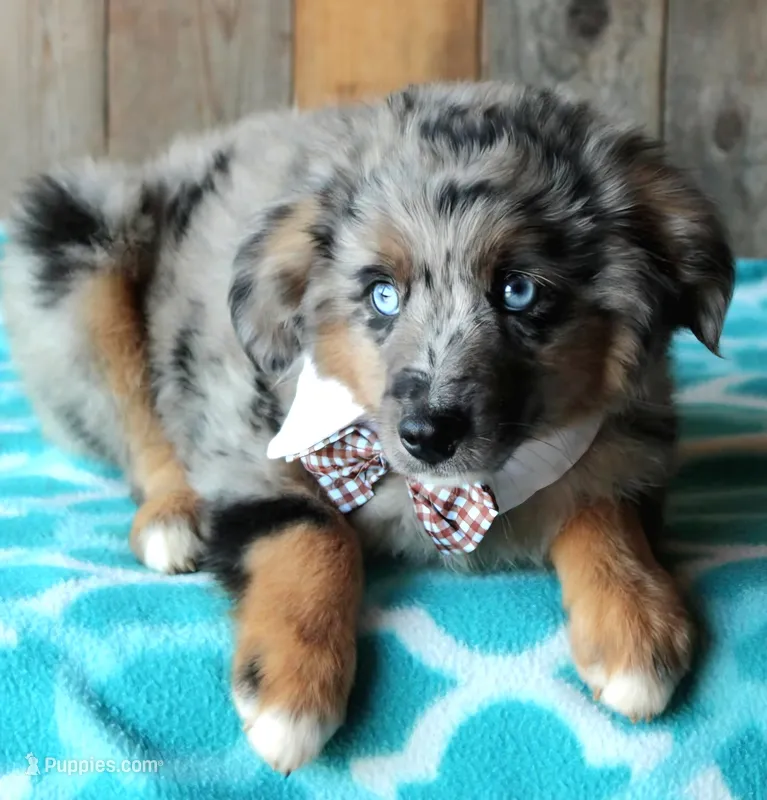 Blue4You – Miniature Australian Shepherd puppy for sale in Homer, GA