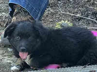 100, a female Australian Shepherd for sale in Homer, GA – 2 of 5