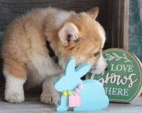 HAPPY, a male Pembroke Welsh Corgi for sale in Homer, GA – Photo 3 of 7