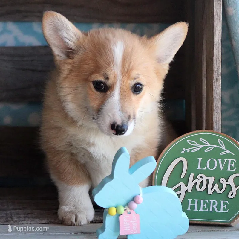 HAPPY – Pembroke Welsh Corgi puppy for sale in Homer, GA